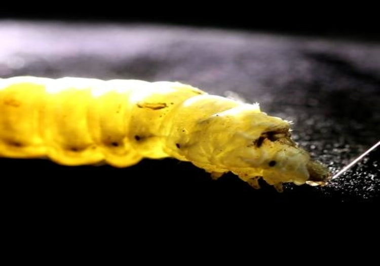 Silkworm.9.22.17 blog image 1